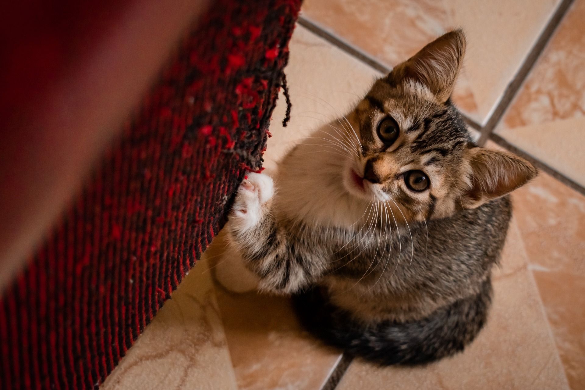 ILUMINACIÓN: Natural ÁNGULO DE TOMA: Normal TIPO DE CÁMARA: Nikon D5600 APERTURA: F/5 VELOCIDAD: 1/320s ISO: 400 LUGAR: Puebla FECHA DE CREACIÓN: 21/08/2020