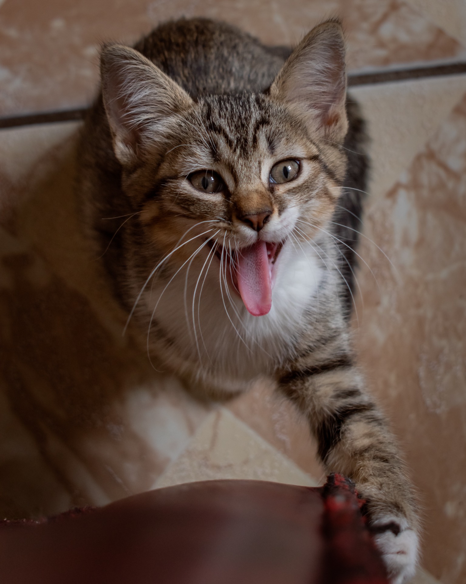 ILUMINACIÓN: Natural ÁNGULO DE TOMA: Normal TIPO DE CÁMARA: Nikon D5600 APERTURA: F/5 VELOCIDAD: 1/320s ISO: 400 LUGAR: Puebla FECHA DE CREACIÓN: 21/08/2020