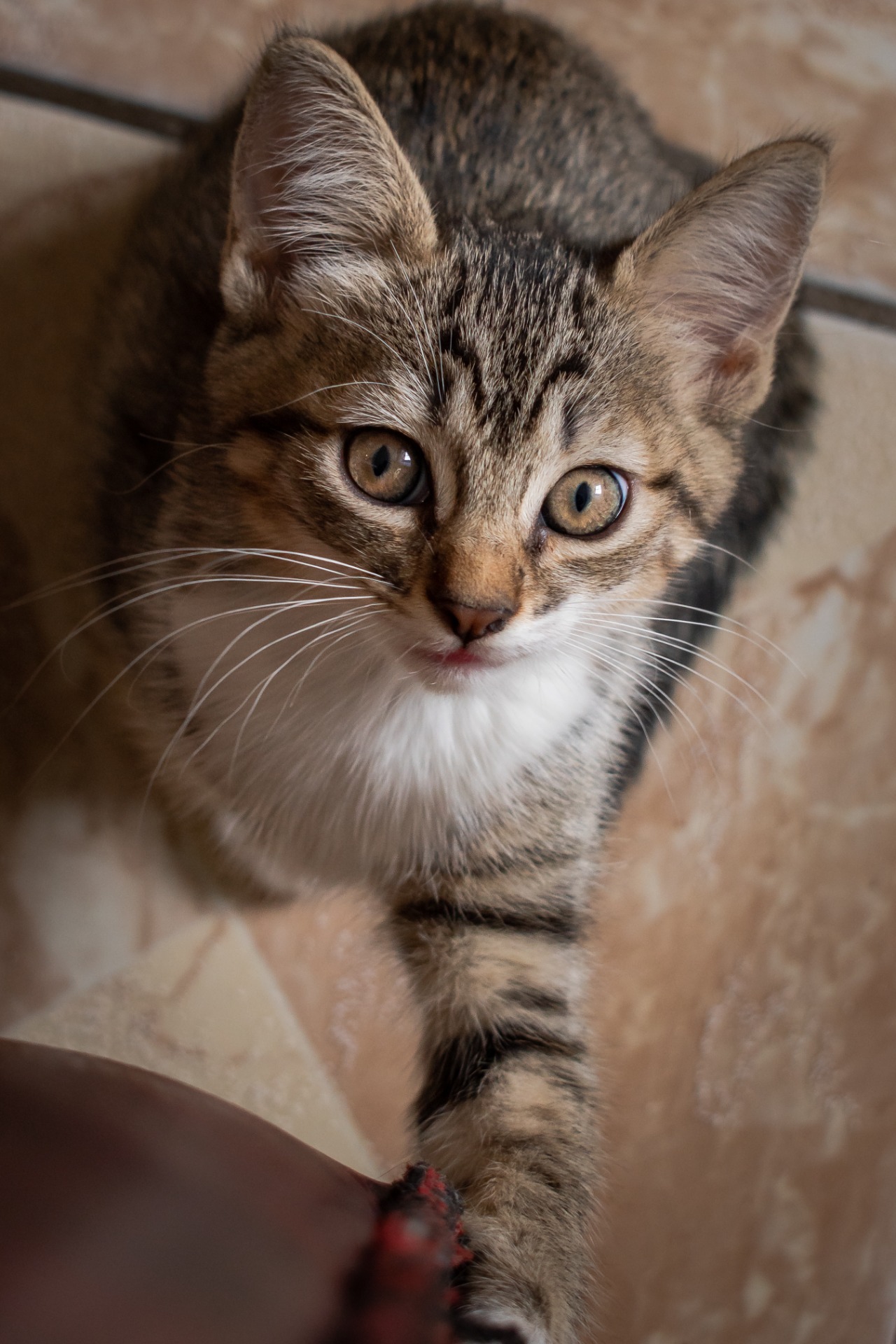 ILUMINACIÓN: Natural ÁNGULO DE TOMA: Normal TIPO DE CÁMARA: Nikon D5600 APERTURA: F/5 VELOCIDAD: 1/320s ISO: 400 LUGAR: Puebla FECHA DE CREACIÓN: 21/08/2020